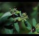 Euphorbia nutans