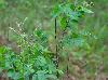 Amorpha paniculata