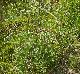 Amorpha paniculata