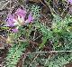 Astragalus crassicarpus