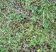 Astragalus leptocarpus
