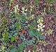 Astragalus soxmaniorum