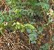 Astragalus soxmaniorum