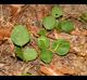 Desmodium rotundifolium