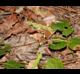 Desmodium rotundifolium