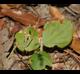 Desmodium rotundifolium