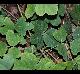 Pueraria montana-var-lobata