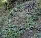 Pueraria montana-var-lobata