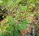 Rhynchosia latifolia