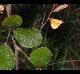 Rhynchosia latifolia