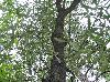 Quercus incana