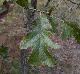 Quercus margarettae