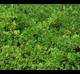 Ribes curvatum