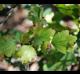 Ribes curvatum