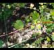 Ribes curvatum
