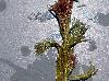 Myriophyllum spicatum