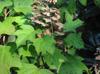 Hydrangea quercifolia