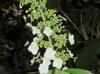 Hydrangea quercifolia