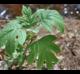 Hydrangea quercifolia