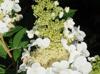 Hydrangea quercifolia