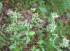 Pycnanthemum albescens