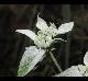 Pycnanthemum albescens