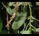 Stachys floridana