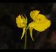 Utricularia cornuta