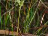 Mitreola sessilifolia