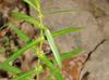 Ammannia coccinea