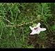 Hibiscus dasycalyx