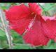 Hibiscus laevis-Lufkin-red