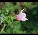 Hibiscus laevis