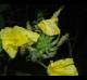 Oenothera heterophylla