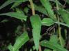 Oenothera heterophylla