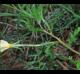 Oenothera laciniata