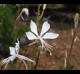 Oenothera lindheimeri