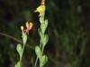 Oenothera linifolia