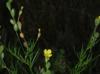 Oenothera linifolia