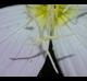 Oenothera speciosa