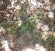 Aureolaria grandiflora