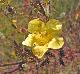 Aureolaria pectinata
