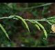 Corydalis micrantha