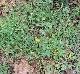 Corydalis micrantha