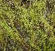 Gratiola brevifolia
