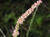 Persicaria longiseta