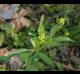 Ranunculus abortivus