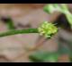 Ranunculus fascicularis