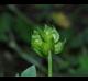 Ranunculus hispidus-var-nitidus