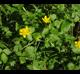 Ranunculus hispidus-var-nitidus